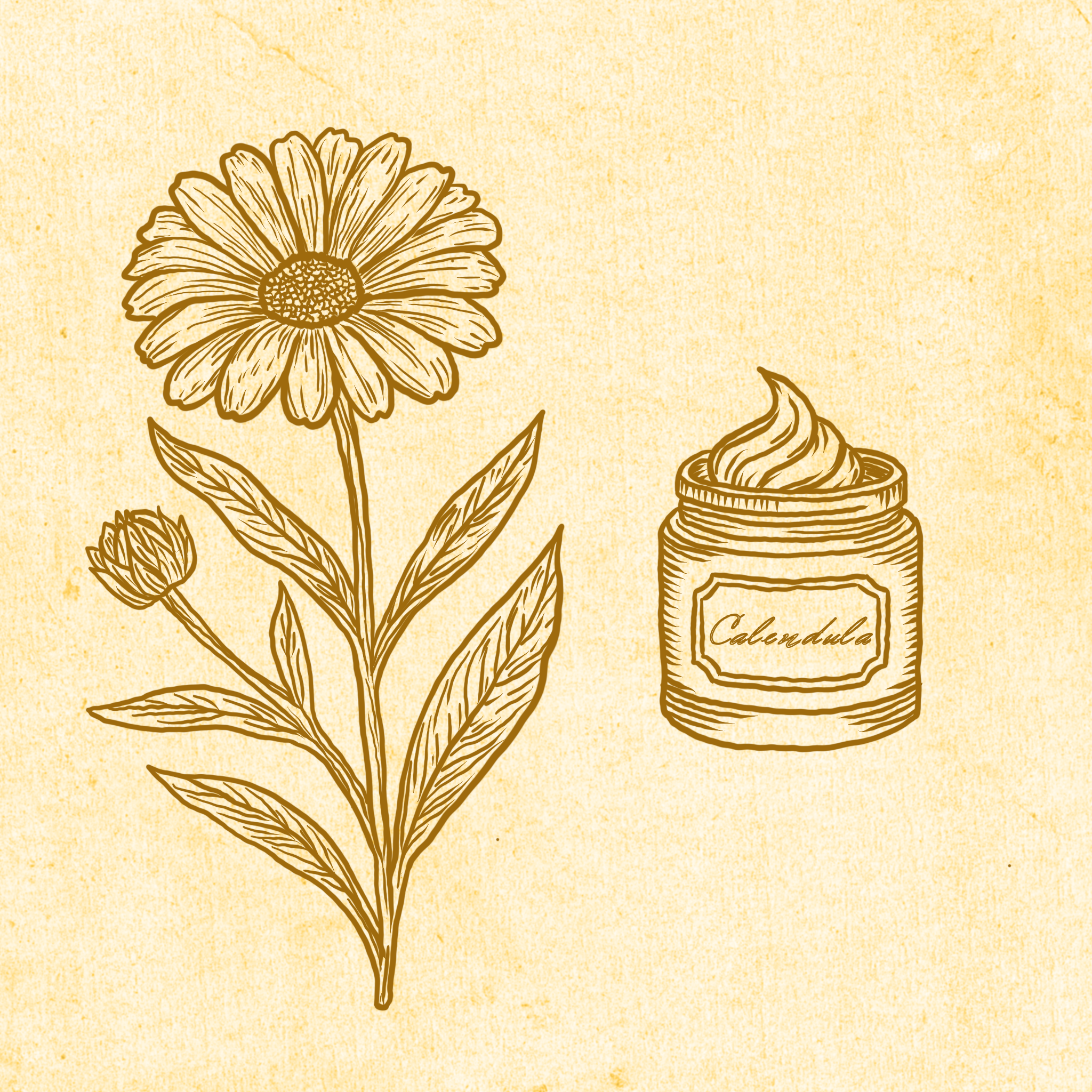 Marigold – Healing, Magic & the Power of the Sunflower Sister